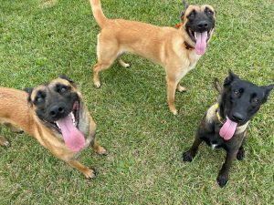 off leash dog training Colorado